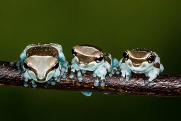 Close up view of Amazon milk frog.