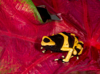 Close up view of Bumble bee dart frog.