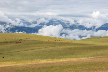 Fototapeta premium Xinjiang, Nanati Grassland, Farm, Livestock, Animal Husbandry, Scenery, Tourism, Plateau