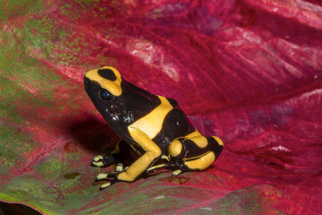 Close up view of Bumble bee dart frog.