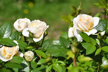white roses in garden