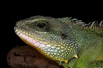 Close up view of Chinese water dragon.