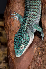 Close up view of Mexican alligator lizard.