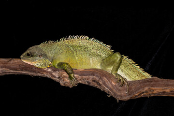 Close up view of Chinese water dragon.