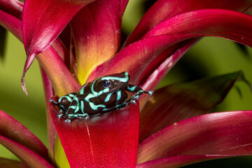 Green and black dart frog.