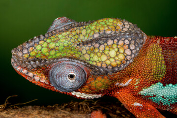 Fototapeta premium Close up view of Male panther chameleon.