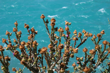Cirsiums, withered, by the river, by the lake, in spring, autumn, death
