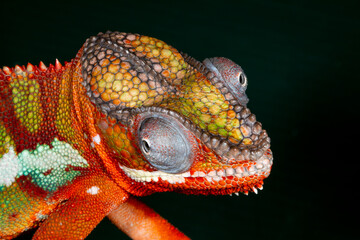 Close up view of Male panther chameleon.