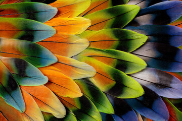 Close up view of Lovebird tail feather design