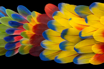 Close up view of Feather design