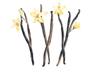 Watercolor Painting of Vanilla Beans and Flowers Aromatic Spices Illustration