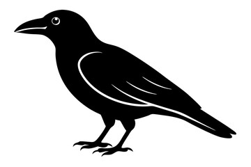 crow on white background