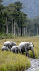 Naklejka premium Four Indian elephants roam through a vibrant green grass field, surrounded by thick forests, showcasing their natural habitat