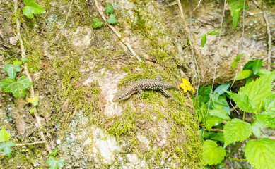 A European lizard basking on a rock in the sun in Switzerland