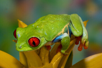Red-eyed tree frog resting on yellow bromeliad flower plant
