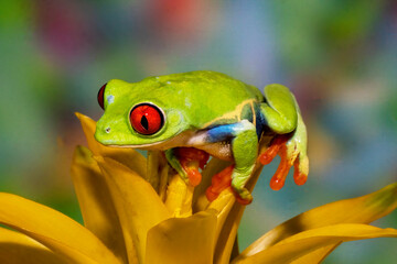 Red-eyed tree frog resting on yellow bromeliad flower plant