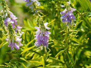 Common Goat's rue (Galega officinalis) Clusters of white to purplish lilac flowers, pea shaped on erect stems bearing pinnate leaves with oblong and lanceolate leaflets