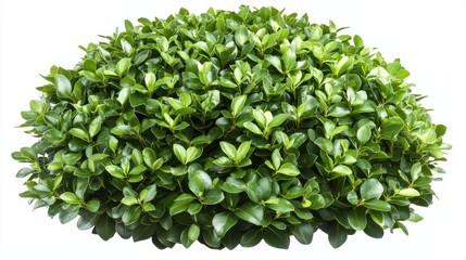 A small round green bush with glossy leaves isolated on a white background