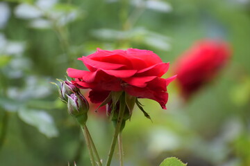 red rose in garden