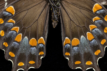 USA, Washington State, Sammamish. Spicebush swallowtail butterfly wing detail