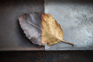 Leaf partially burnt on one side, fresh on the other, laid on metallic surface – contrast of nature and industry.