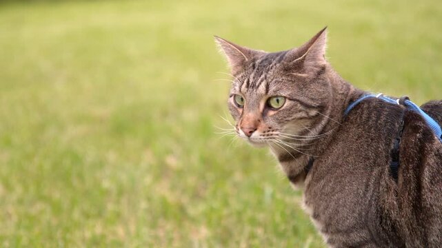 Bengal Tiger Cat looking around in grass slow motion, shot at 1200 frames per second.
