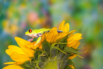 USA, Washington State, Sammamish. Red-eyed green tree frog