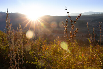 Autumn, winter, sunshine, backlight, illumination, withering, warmth, sunrise, sunset