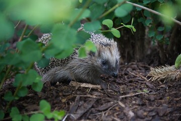 Close up photo of a hedgehog with diffuse vegetation in the foreground. 