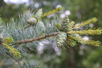 branch of a pine tree