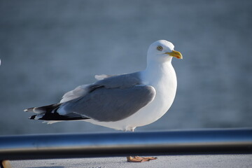 white gulls are sitting on a railing on the sea © MARIA – Nature