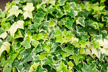 Close-up of green ivy leaves with variegated patterns. Natural texture, botanical background and fresh garden foliage.