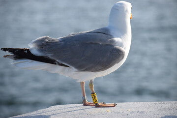 white gulls are sitting on a railing on the sea © MARIA