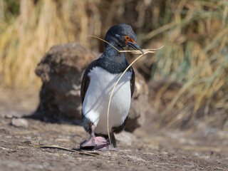 Collecting material for nest. Rock shag or Magellanic cormorant. South America, Falkland Islands,...