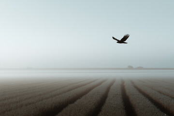 Silhouette of endangered birds flying over farmland with crop lines below, minimal composition and soft light.