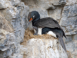 Rock shag or Magellanic cormorant on nest with chick in the cliffs of Bleaker Island. South...