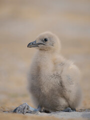 Chick of Brown Skua or Falkland Skua South America, Subantarctic, Falkland Islands, Saunders Island.
