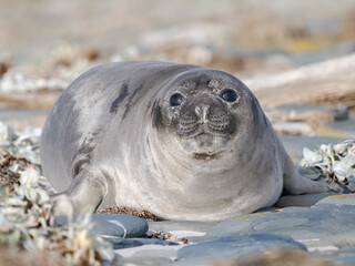 Weaned pup. Southern elephant seal during mating and pupping season on a beach on Sea Lion Island. South America, Falkland Islands. © Danita Delimont