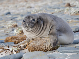 Weaned pup. Southern elephant seal during mating and pupping season on a beach on Sea Lion Island. South America, Falkland Islands.