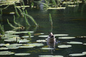 fish swimming in the pond