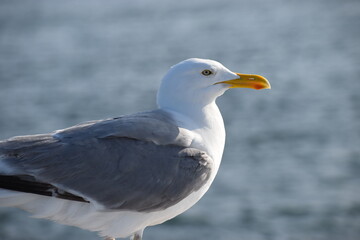 seagull on the beach