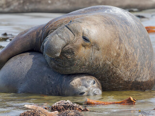 Mating of southern elephant seal during mating and pupping season on a beach on Sea Lion Island....