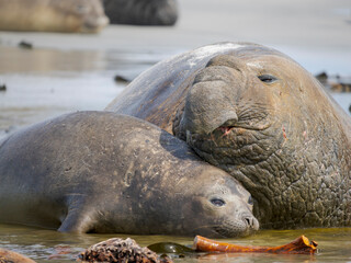 Mating of southern elephant seal during mating and pupping season on a beach on Sea Lion Island....