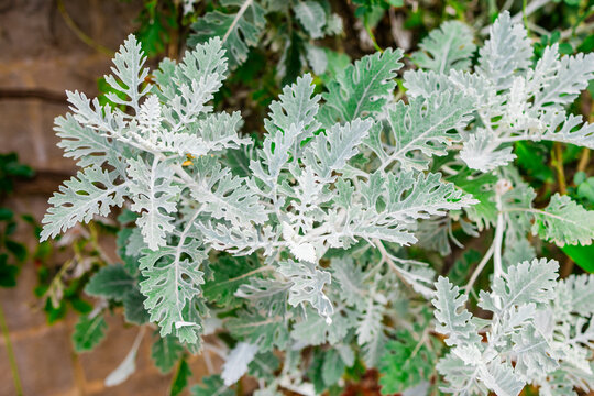 Close-up of dusty miller plant leaves with silvery-white foliage. Botanical texture and natural pattern in garden setting.
