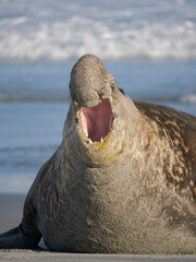 Dominant Bull, aggressive posture, defending its harem. Southern elephant seal during mating and...