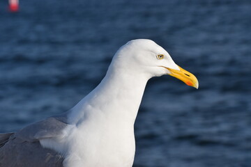 seagull on the beach