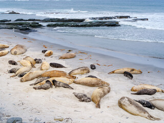 Colony on beach. Southern elephant seal during mating and pupping season on a beach on Sea Lion Island. South America, Falkland Islands. © Danita Delimont