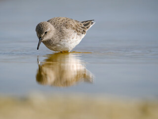White-rumped sandpiper feeding in a pond. South America, Falkland Islands, Volunteer Point.