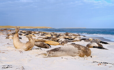 Colony on beach. Southern elephant seal during mating and pupping season on a beach on Sea Lion Island. South America, Falkland Islands. © Danita Delimont