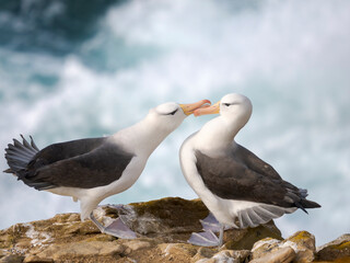 Typical courtship and greeting behavior. Black-browed Albatross or Mollymawk on Saunders Island. South America, Falkland Islands.